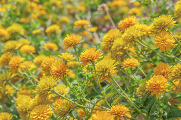 Yellow calendula flower background