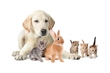 Group of pets on white background. Animals friendship.