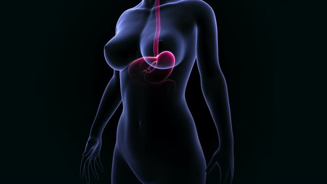 Digestive system