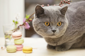 Cat and French macarons, decorated with flowers