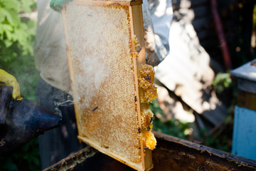 Beekeeper checking a beehive to ensure health of the bee colony or collecting honey. Healthy lifestyle