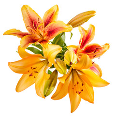 Flowers composition with lilies isolated on white background