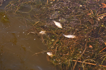 Dead fish on the polluted water