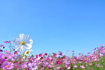 コスモスの花と　青空背景　
