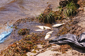 Dead fish on the river coast