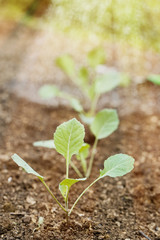Closeup of newly planted broccoli seedlings