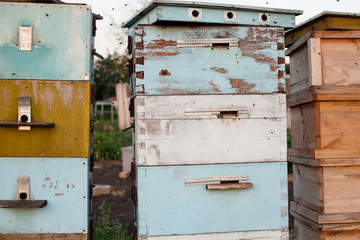 bee hives in the field