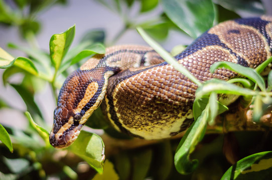Python on a branch