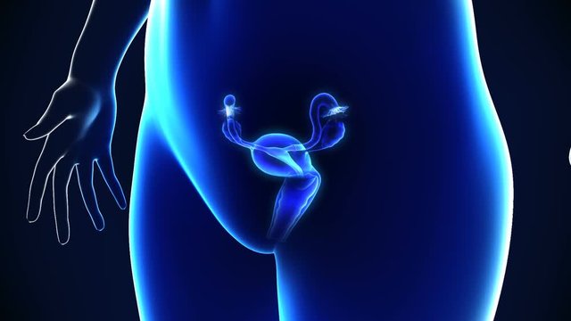 Uterus