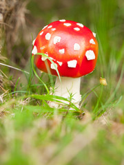 Young fly agaric, or fly amanita, red mushroom with typical white dots. Poisonous mushroom in the forest grass.