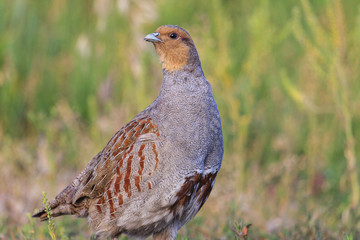 gray partridge wary looks