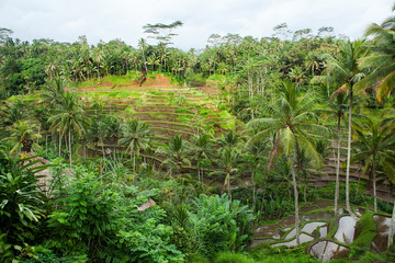 Rice fields in a valley at morning light. Bali