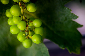 Bolgheri, Tuscany, Italy, Grapes growing in vineyard