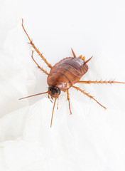 Close up cockroach on white