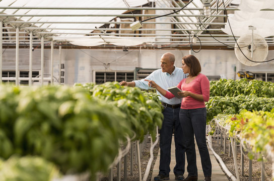 Couple checking green basil plants in greenhouse