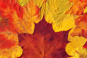 Naklejka na ściany i meble pattern of yellow and red fallen leaves