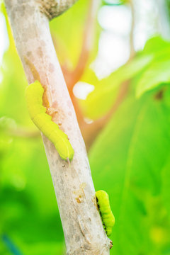 worm on a branch
