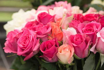 colorful roses