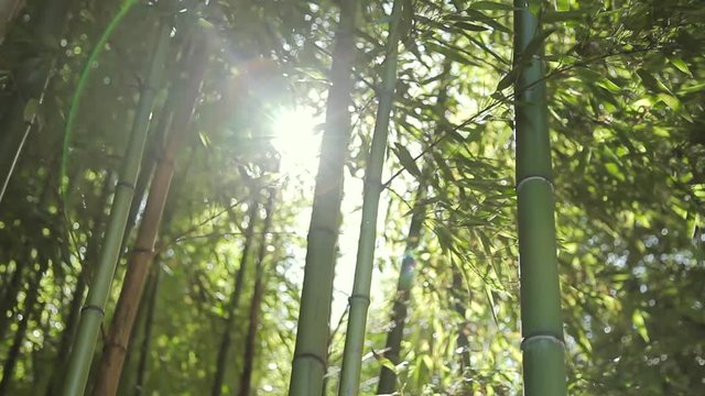 Bambouseraie au soleil de midi