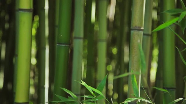 Travelling en forêt de bambous