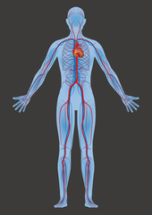 human body and circulatory system, vector diagram