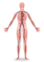 human body and circulatory system, vector diagram