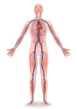 human body and circulatory system, vector diagram
