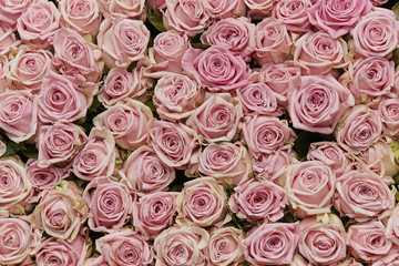 Rose background