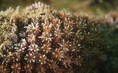 soft coral