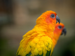 Two sun conures parrots are sitting on a tree branch