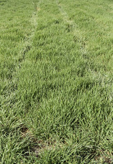 Fototapeta premium Fresh grass field