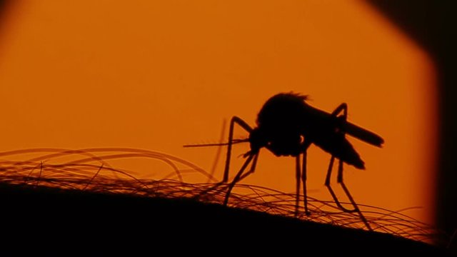 Close-up shot of a mosquito blood sucking on human skin on sun background
