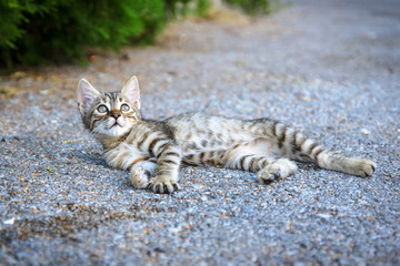 Молодой серый полосатый кот лежит на земле и смотрит вверх