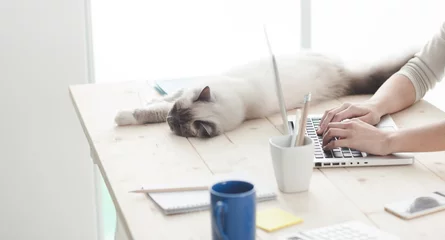 Poster Chat Sleepy cat on a desktop