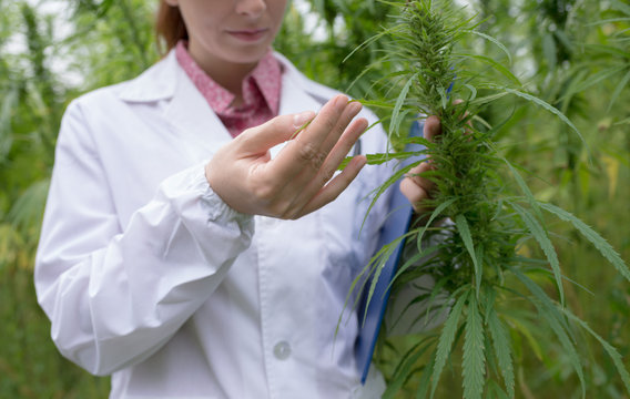 Doctor checking cannabis flowers