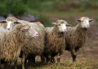 Obraz premium sheep