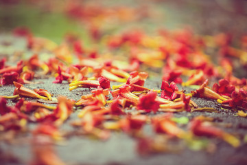 Beautiful natural background with orange flowers on the ground in the rain