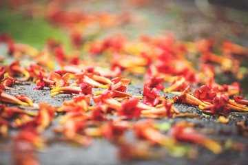 Beautiful natural background with orange flowers on the ground in the rain