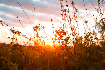 Beautiful rural landscape with sunrise over a meadow. Soft focus. The idea of the background of Mother's day, 8 March and World environment day