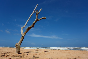 Dead tree on the beach of Balapitiya. Untouched tropical beach.
