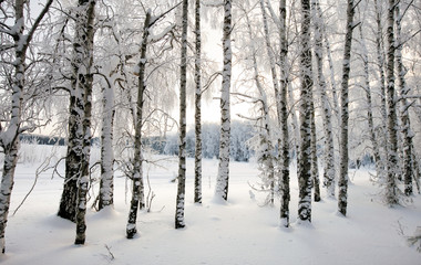 Fototapeta premium winter landscape