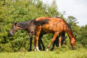 Fototapeta premium The wild foals