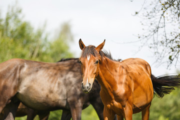 Fototapeta premium The wild foals