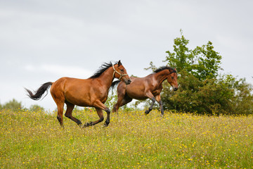 Horses gallop across the meadow