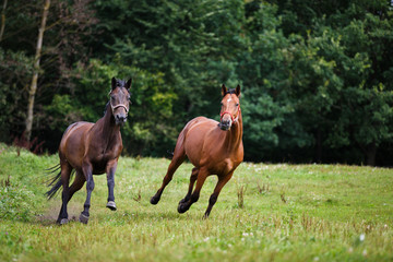 Horses gallop across the meadow