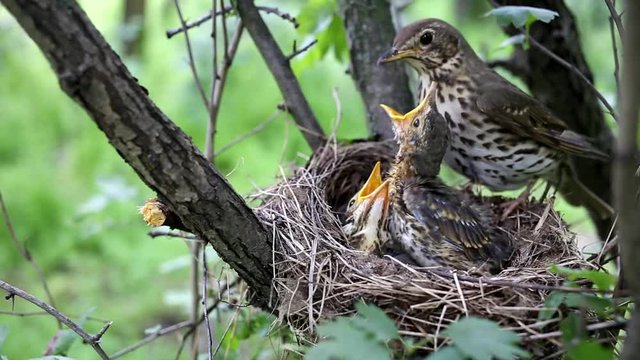 Life nest with chicks in the wild.