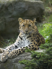 Amur leopard on rock