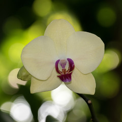 Fototapeta na wymiar Pale Yellow Orchid