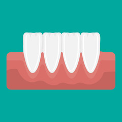 Vector illustration incisor teeth