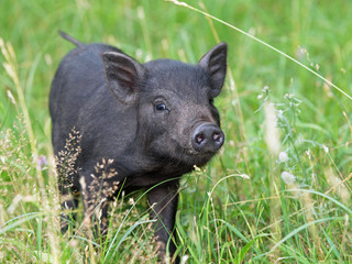 Black mini pig of the Vietnamese breed in grass 